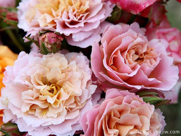 魔幻时刻月季/冰上精灵/时间魔法(图1)