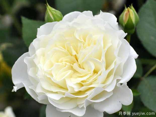 雪野一梦月季/踏雪月季(图3) 雪野一梦月季/踏雪/雪村一梦(图1)