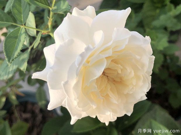 雪野一梦月季/踏雪月季(图1) 雪野一梦月季/踏雪/雪村一梦(图2)