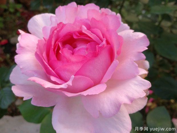 大名鼎鼎的伊芙系列,仅凭香气就闻名月季界(图2) 大名鼎鼎的伊芙系列,仅凭香气就闻名月季界(图2)