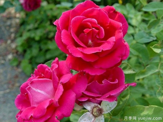 雅卡兰达月季/蓝花楹月季(图1) 雅卡兰达月季/蓝花楹月季(图1)