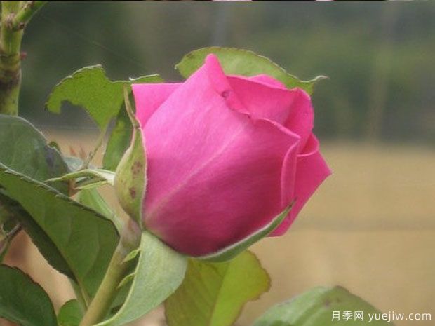 雅卡兰达月季/蓝花楹月季(图2) 雅卡兰达月季/蓝花楹月季(图2)