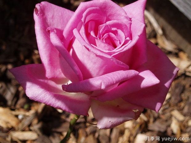 雅卡兰达月季/蓝花楹月季(图3) 雅卡兰达月季/蓝花楹月季(图3)