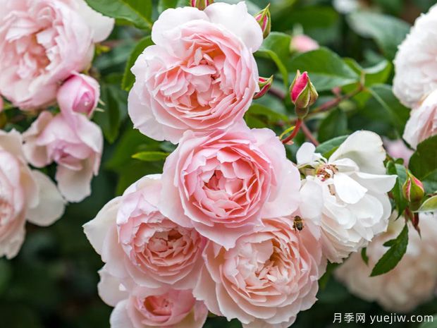 几款非常耐阴的月季品种推荐！(图1)
