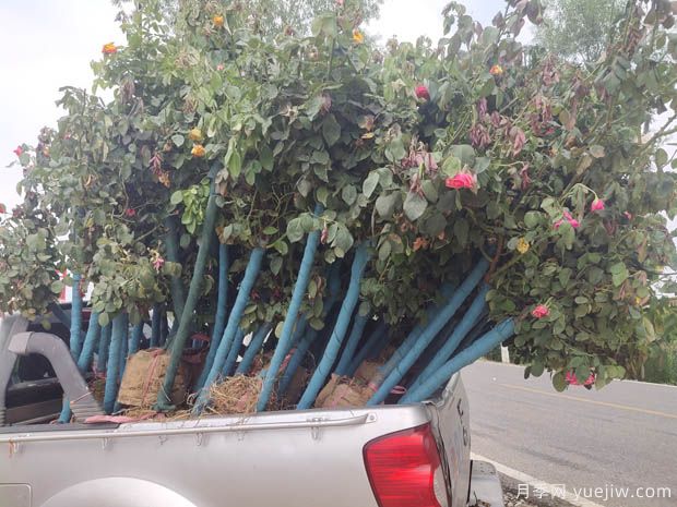 7月份3公分树状月季批发价格(图1)