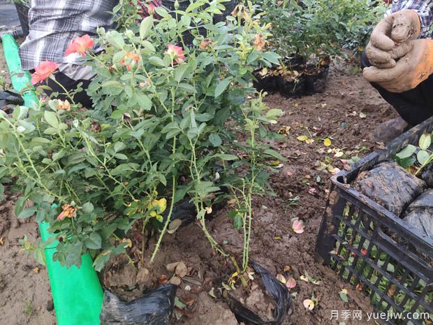 6万棵红从容黄从容月季杯苗移植安徽景区道路(图1)