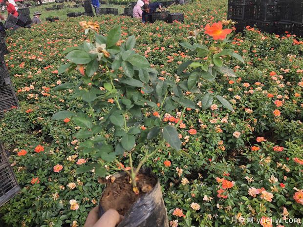 6万棵红从容黄从容月季杯苗移植安徽景区道路(图2)