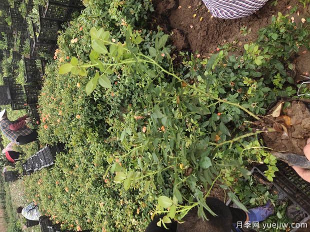 6万棵红从容黄从容月季杯苗移植安徽景区道路(图4)