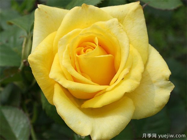 莱茵黄金月季的优缺点是什么？(图1)