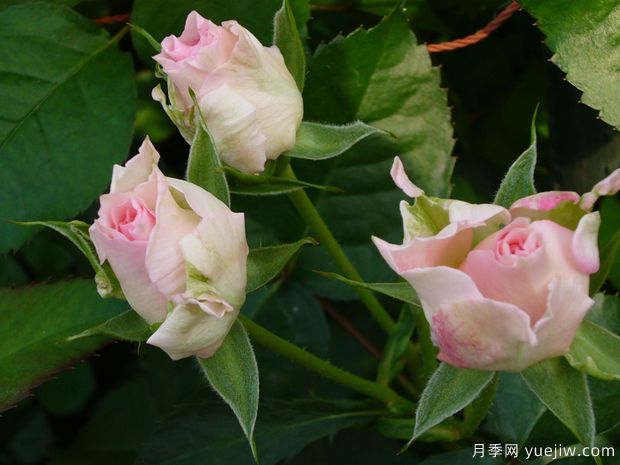 劳拉的饰品月季/劳拉幻想月季(图3)