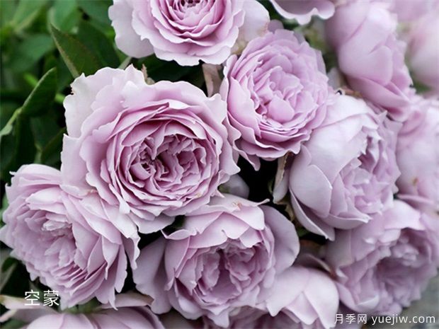 推荐12个蓝紫色月季品种，清新脱俗养护容易(图1)