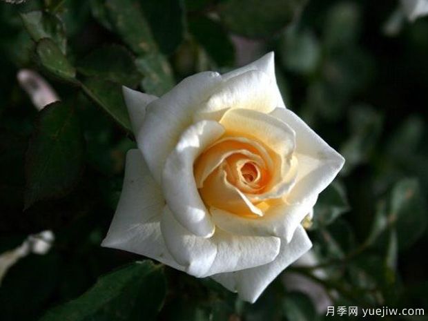 月亮少年月季(图1) 月亮少年月季(图1)
