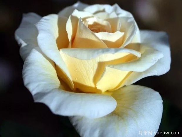 月亮少年月季(图2) 月亮少年月季(图2)