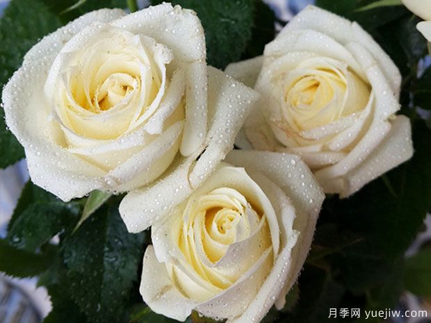 月亮王阳台月季(图4) 月亮王阳台月季(图5)