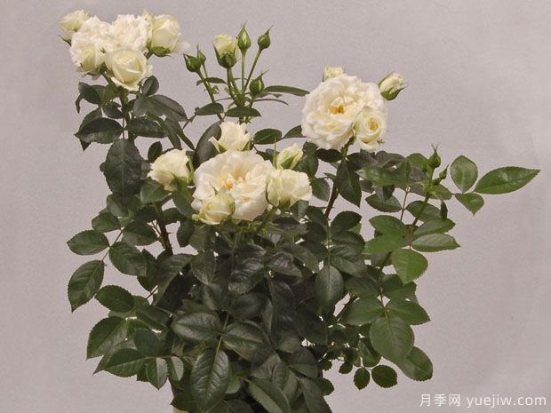 月亮王阳台月季(图4) 月亮王阳台月季(图4)