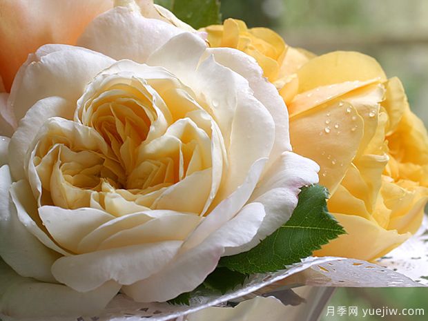 红花玫瑰/藏红花月季(图1) 红花玫瑰/藏红花月季(图1)