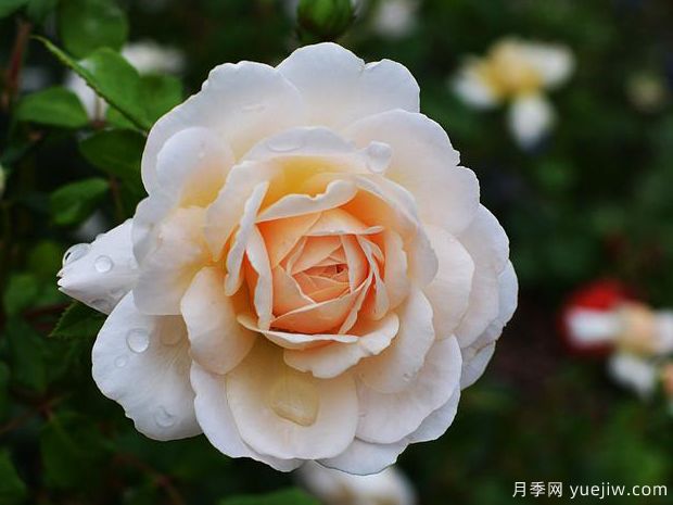 红花玫瑰/藏红花月季(图3) 红花玫瑰/藏红花月季(图3)