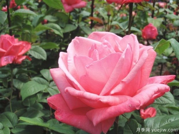 友谊月季(粉)(图1) 友谊月季(粉)(图1)