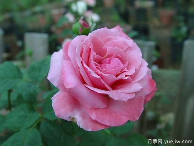 友谊月季(粉)(图3) 友谊月季(粉)(图3)