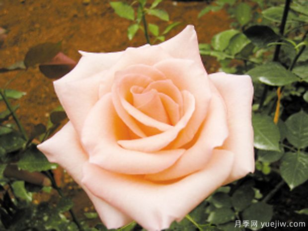 云粉月季(图1) 云粉月季(图1)