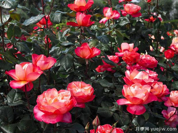 爵士音乐节月季(图3)