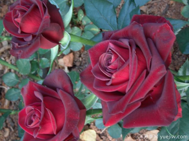 黑玉月季(图1) 黑玉月季(图1)