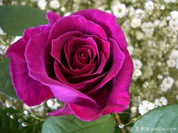 惊人雨月季/戏剧性的雨月季(图1)