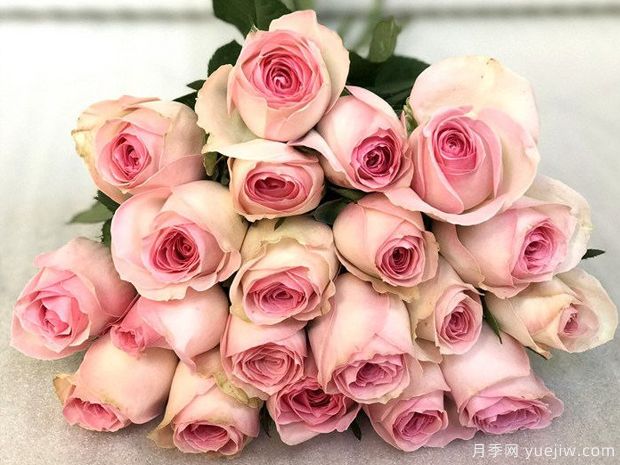 桃红雪山月季Pink Snow(图1)