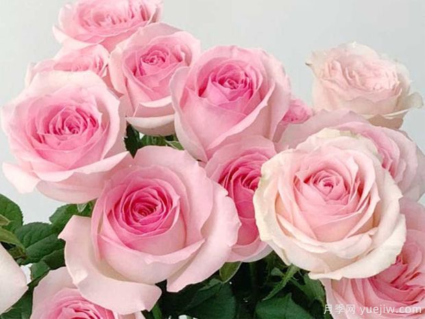 桃红雪山月季Pink Snow(图3)