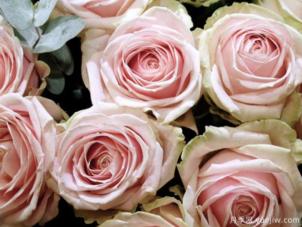 桃红雪山月季Pink Snow(图4)