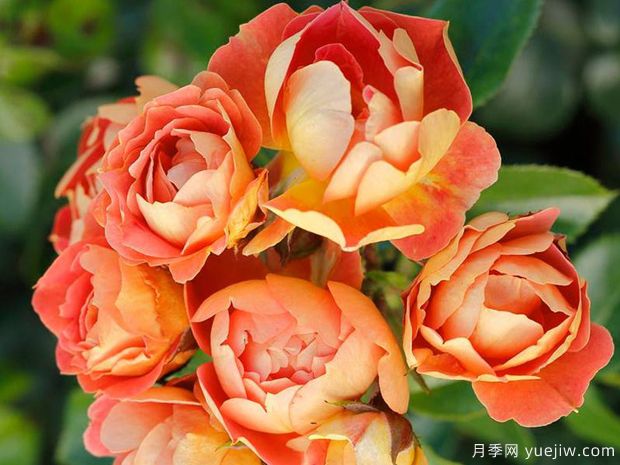 芒果蜜蜂乐园月季(图1) 芒果蜜蜂乐园月季(图1)