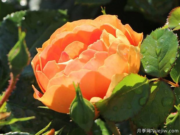 芒果蜜蜂乐园月季(图2) 芒果蜜蜂乐园月季(图2)