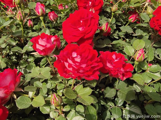 月季秋季修剪方法和施肥与病虫害养护(图1) 月季秋季修剪施肥方法与病虫害养护(图1)