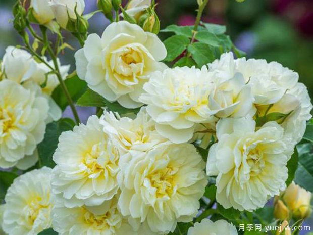 伊莫金月季(图2) 伊莫金月季(图2)