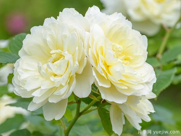 伊莫金月季(图1) 伊莫金月季(图1)