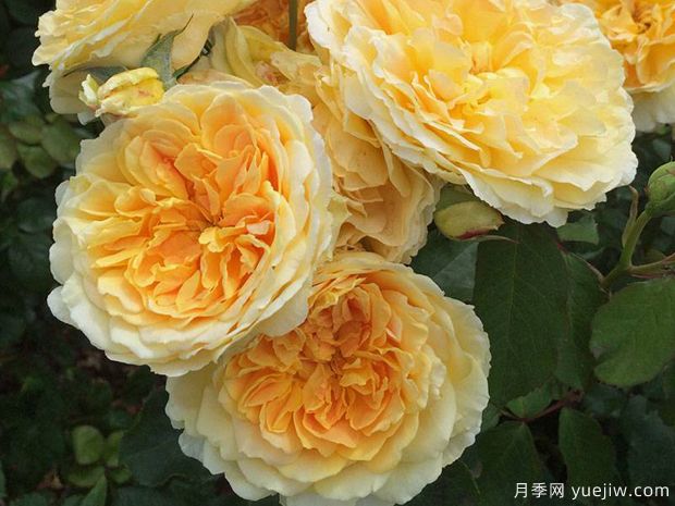 莫林纽克斯月季/魔力妞/魔力光辉月季(图1)