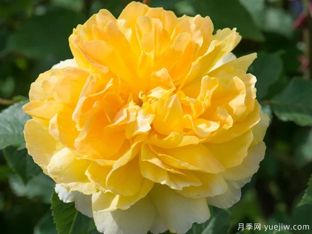 莫林纽克斯月季/魔力妞/魔力光辉月季(图4)