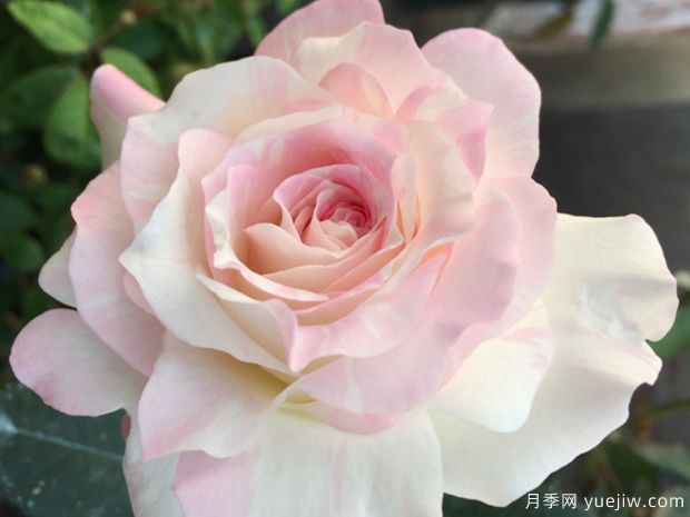 法式千层酥月季/千层饼月季(图1)