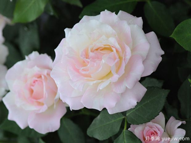 法式千层酥月季/千层饼月季(图4)