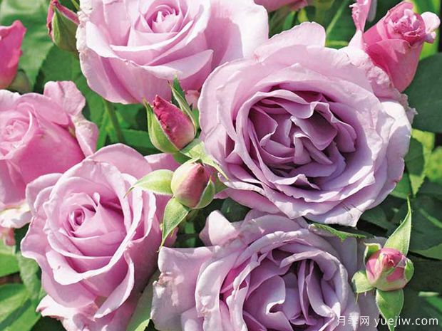 夜来香月季(图2)