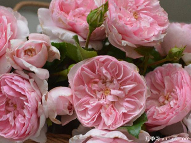 丝带月季(图3) 丝带月季(图3)