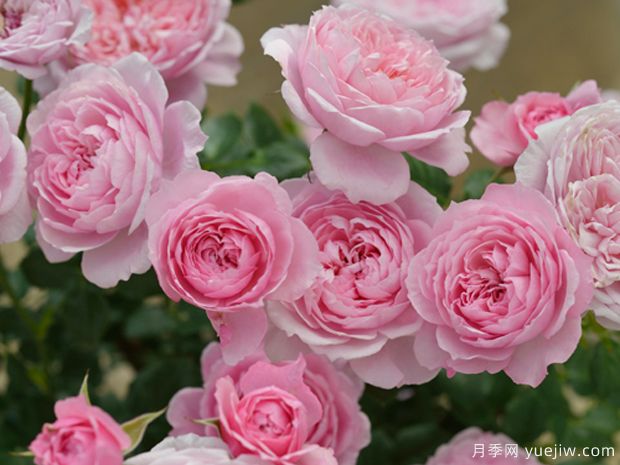 推荐8个微型月季,好看好养开花不断(图1) 推荐8个微型月季,好看好养开花不断(图1)