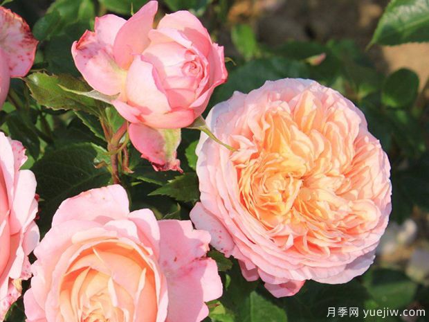 玫瑰香橙月季/尚蒂伊城堡月季/香缇别苑月季(图1)