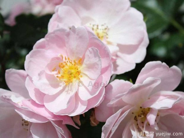 乌托邦月季/中意小姐月季(图3)