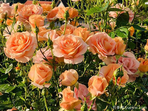 果汁庭院月季/果汁花园月季/孟加拉月季(图3) 果汁花园月季/果汁庭院/孟加拉/大果汁(图3)