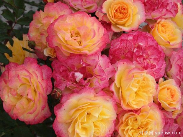 田园憧憬月季/田园风光月季(图2) 田园憧憬月季/田园风光月季(图2)