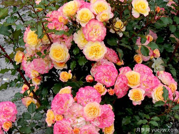 田园憧憬月季/田园风光月季(图3) 田园憧憬月季/田园风光月季(图3)