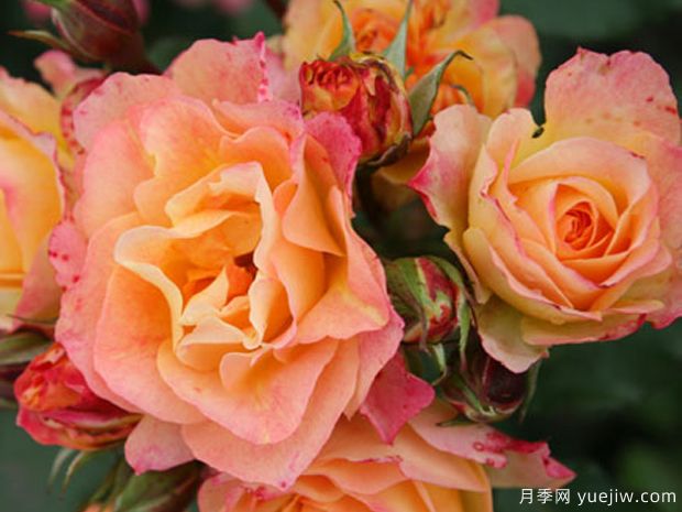 田园憧憬月季/田园风光月季(图4) 田园憧憬月季/田园风光月季(图4)