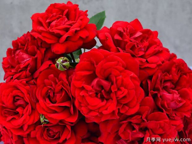 青梅之爱月季/德斯蒙德图图月季(图2) 青梅之爱月季/德斯蒙德图图月季(图2)