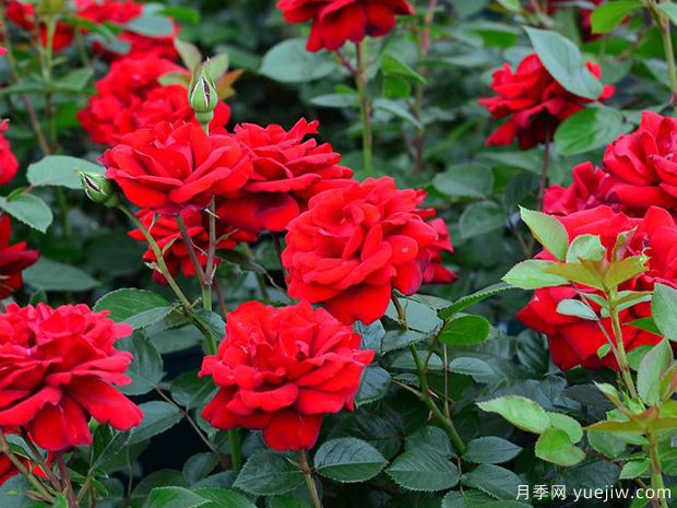 青梅之爱月季/德斯蒙德图图月季(图1) 青梅之爱月季/德斯蒙德图图月季(图1)